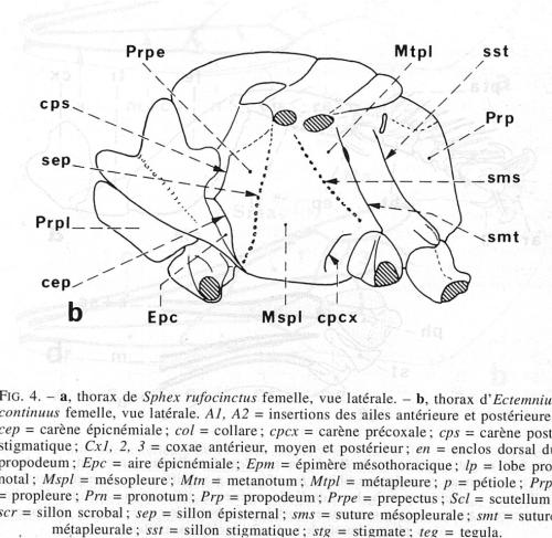Réf. 318 946 : Ectemnius continuus